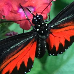 RESPIRE Healing Arts